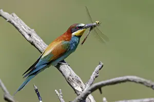 European Bee Eater Habitat Drucke: European Bee-eater, Merops apiaster
