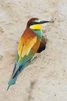 Merops Apiaster Species Drucke: European Bee-eater, Merops apiaster