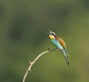 Europäische Bienenfresser Drucke: Europäischer Bienenfresser, Merops apiaster