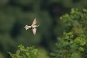 Wildlife Fauna Europe Drucke: European Bee-eater;Merops apiaster