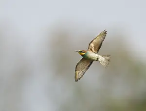 Bilder Datiert 3. August 2021: Europäischer Bienenfresser; Merops apiaster