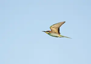 Merops Apiaster Habitat Drucke: European Bee-eater;Merops apiaster