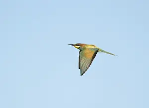 Bilder Datiert 3. August 2021: Europäischer Bienenfresser; Merops apiaster