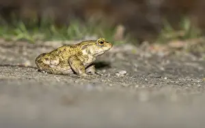 European Toad Habitat Drucke: European Toad, Bufo bufo