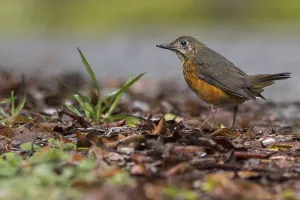 Tropical Wildlife Images Drucke: Everett's Thrush, Zoothera everetti