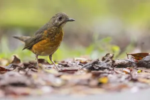 Tropical Wildlife Images Drucke: Everett's Thrush, Zoothera everetti