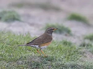 Mongolia Wildlife Photography Drucke: Eyebrowed Thrush, Turdus obscurus