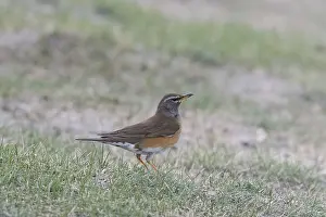 Mongolian Wildlife Photography Drucke: Eyebrowed Thrush, Turdus obscurus
