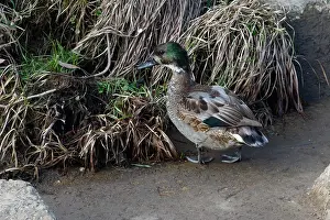 Hokkaido Japan Wildlife Drucke: Falcated Duck in transitional plumage