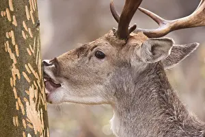 Male Fallow Deer Behavior Drucke: Fallow deer, Dama dama