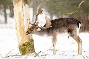 European Fallow Deer Drucke: Fallow deer, Dama dama