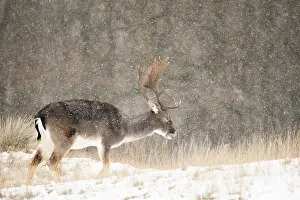 Mammals In Winter Drucke: Fallow deer, Dama dama