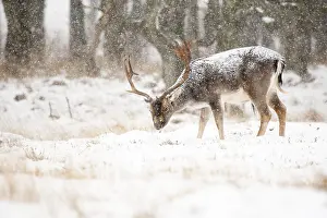 European Fallow Deer Drucke: Fallow deer, Dama dama