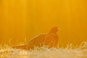 Phasianus Colchicus Images Drucke: Fazant; Common Pheasant;