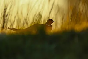 Common Pheasant Images Drucke: Fazant; Common Pheasant;