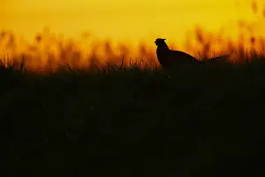 Phasianus Colchicus Images Drucke: Fazant; Common Pheasant;