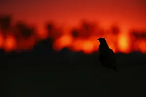 Phasianus Colchicus Images Drucke: Fazant; Common Pheasant;