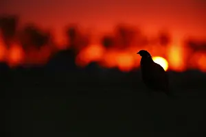 Phasianus Colchicus Images Drucke: Fazant; Common Pheasant;