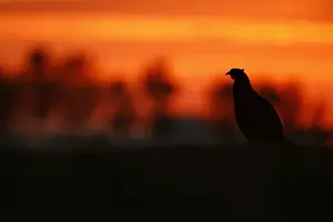 Phasianus Colchicus Drucke: Fazant; Common Pheasant;