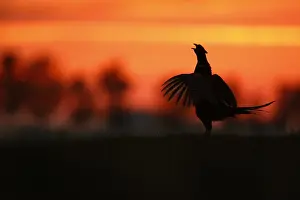 Phasianus Colchicus Images Drucke: Fazant; Common Pheasant;