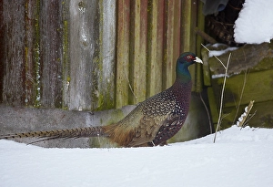 Phasianus Colchicus Images Drucke: Fazant, Common Pheasant, Phasianus colchicus
