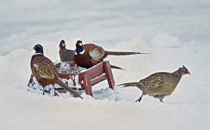 Common Pheasant Male Drucke: Fazant, Common Pheasant, Phasianus colchicus