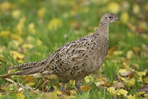 Female Pheasant Drucke: Fazant, Common Pheasant, Phasianus colchicus