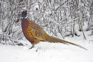 Phasianus Colchicus Drucke: Fazant, Common Pheasant, Phasianus colchicus