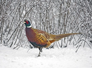 Phasianus Colchicus Drucke: Fazant, Common Pheasant, Phasianus colchicus