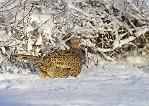 Phasianus Colchicus Images Drucke: Fazant, Common Pheasant, Phasianus colchicus