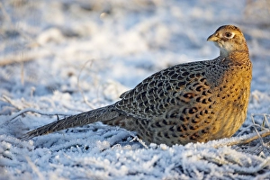 Phasianus Colchicus Drucke: Fazant, Common Pheasant, Phasianus colchicus