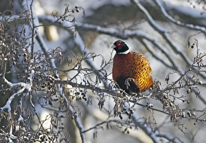 Phasianus Colchicus Drucke: Fazant, Common Pheasant, Phasianus colchicus