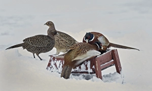 Phasianus Colchicus Images Drucke: Fazant, Common Pheasant, Phasianus colchicus