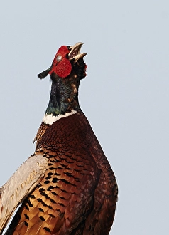Phasianus Colchicus Drucke: Fazant, Common Pheasant, Phasianus colchicus