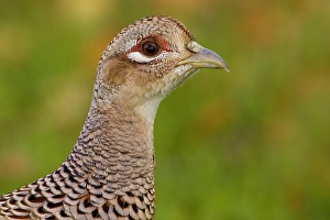 European Game Birds Drucke: Fazant, Common Pheasant, Phasianus colchicus