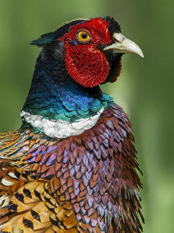 Common Pheasant Male Drucke: Fazant; Common Pheasant; Phasianus colchicus