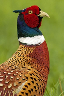 European Game Birds Drucke: Fazant, Common Pheasant, Phasianus colchicus