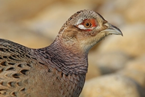 Bilder Datiert 17. Dezember 2009: Fasan, Common Pheasant, Phasianus colchicus