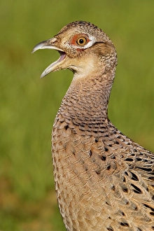 Phasianus Colchicus Drucke: Fazant, Common Pheasant, Phasianus colchicus