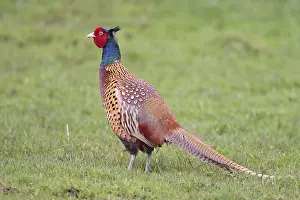 Phasianus Colchicus Drucke: Fazant, Common Pheasant, Phasianus colchicus