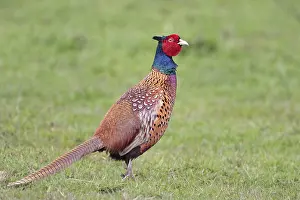 Phasianus Colchicus Drucke: Fazant, Common Pheasant, Phasianus colchicus