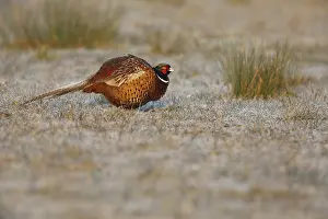 Phasianus Colchicus Drucke: Fazant; Common pheasant; Phasianus colchicus