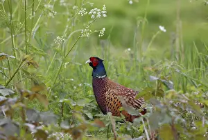 Phasianus Colchicus Drucke: Fazant; Common Pheasant; Phasianus colchicus