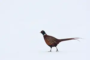 Phasianus Colchicus Drucke: Fazant, Common Pheasant, Phasianus colchicus
