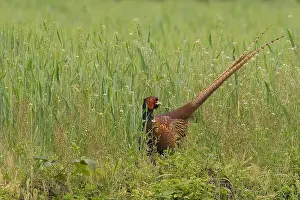 Phasianus Colchicus Drucke: Fazant, Common Pheasant, Phasianus colchicus