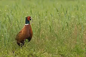 Game Bird Species Drucke: Fazant, Common Pheasant, Phasianus colchicus