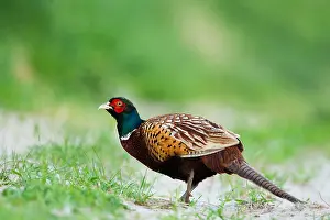 Common Pheasant Male Drucke: Fazant; Common Pheasant; Phasianus colchicus
