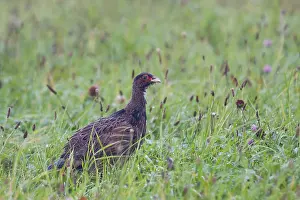 Phasianus Colchicus Habitat Drucke: Fazant, Common Pheasant, Phasianus colchicus