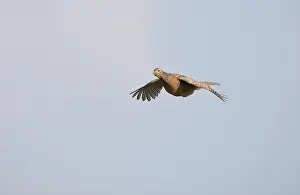 Bird In Flight Photo Drucke: Fazant, Common Pheasant, Phasianus colchicus