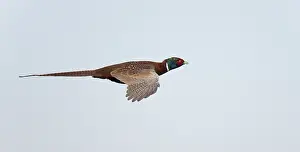 Common Pheasant Male Drucke: Fazant; Common Pheasant; Phasianus colchicus